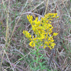 Solidago tortifolia