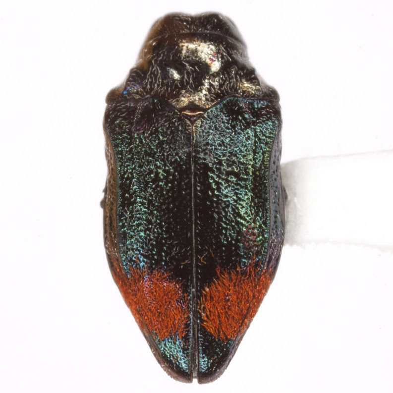 Brachys rileyi