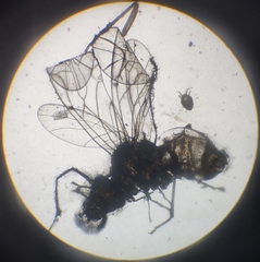 Lachesilla pedicularia