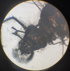 Lachesilla pedicularia