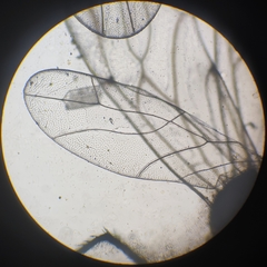 Lachesilla pedicularia