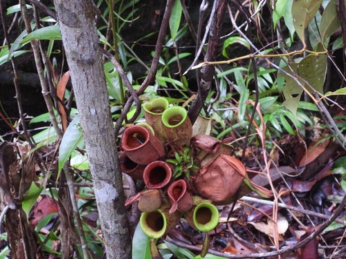 Nepenthes ampullaria