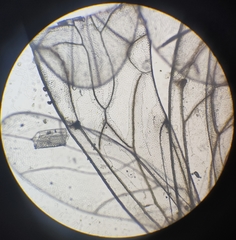 Lachesilla pedicularia