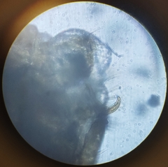 Lachesilla pedicularia