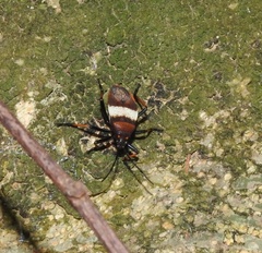 Largus balteatus