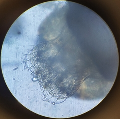 Lachesilla pedicularia