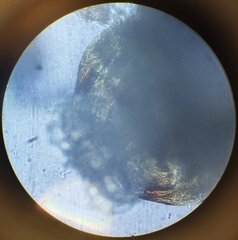 Lachesilla pedicularia