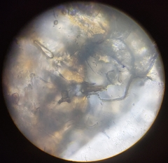 Lachesilla pedicularia