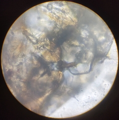 Lachesilla pedicularia