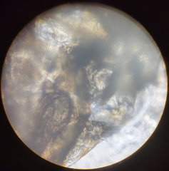 Lachesilla pedicularia