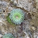 Graptopetalum filiferum - Photo (c) Carlos Gonzalez, algunos derechos reservados (CC BY-NC), subido por Carlos Gonzalez