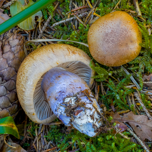 Phlegmacium variecolor — (c) Matej Frančeškin, some rights reserved (CC BY)