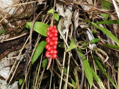 Anthurium gracile