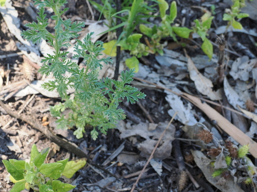 Procumbent Vervain (Verbena supina)