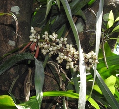 Aechmea angustifolia