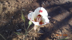 Calochortus venustus