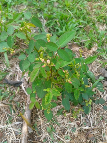 Lavender Sorrel