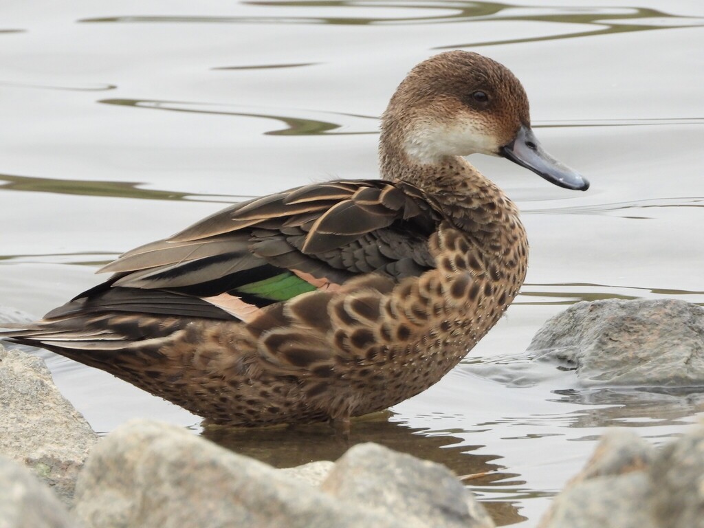 Northern × White-cheeked Pintail