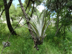 Tillandsia caput-medusae