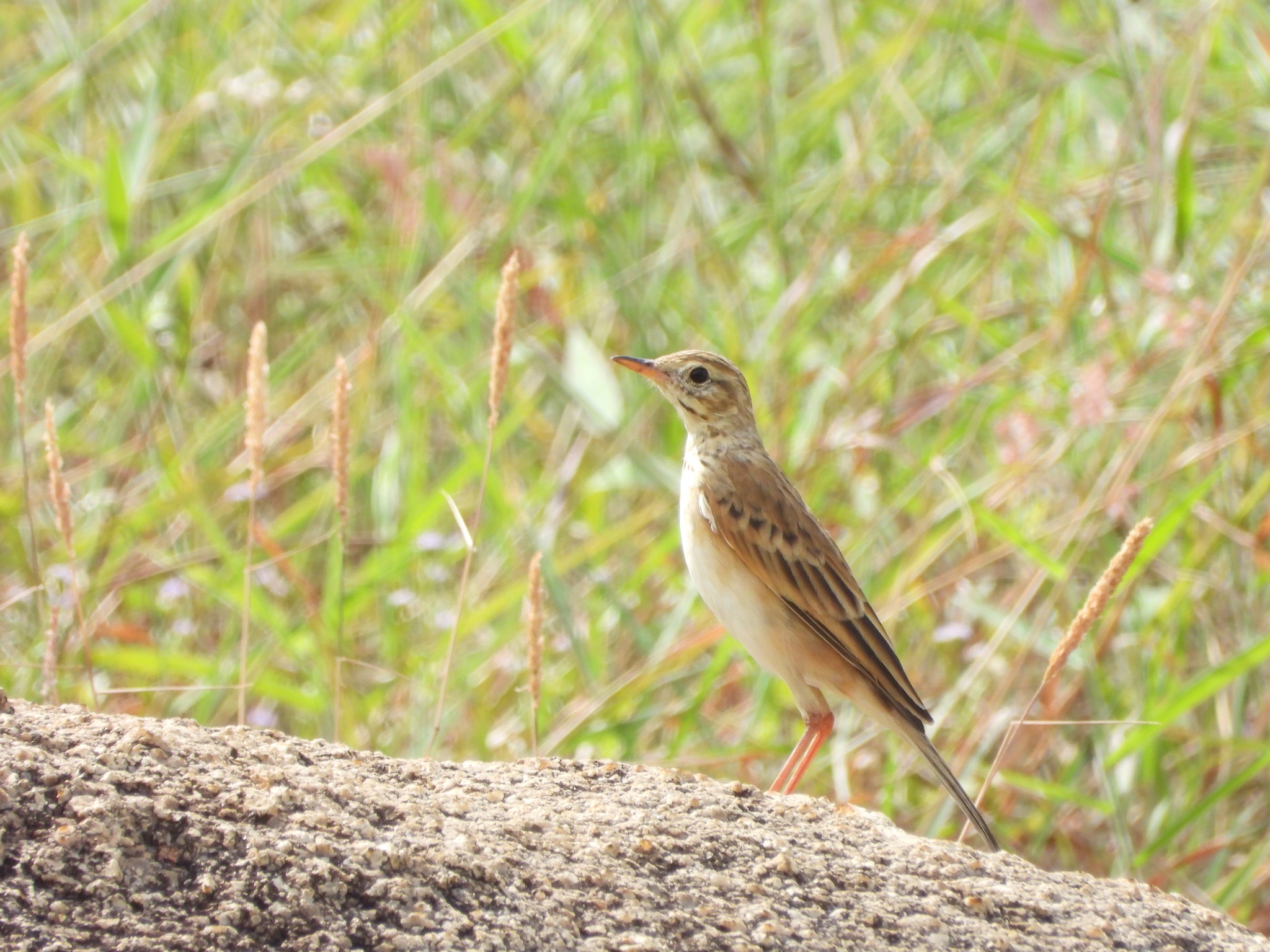 Richard's Pipit