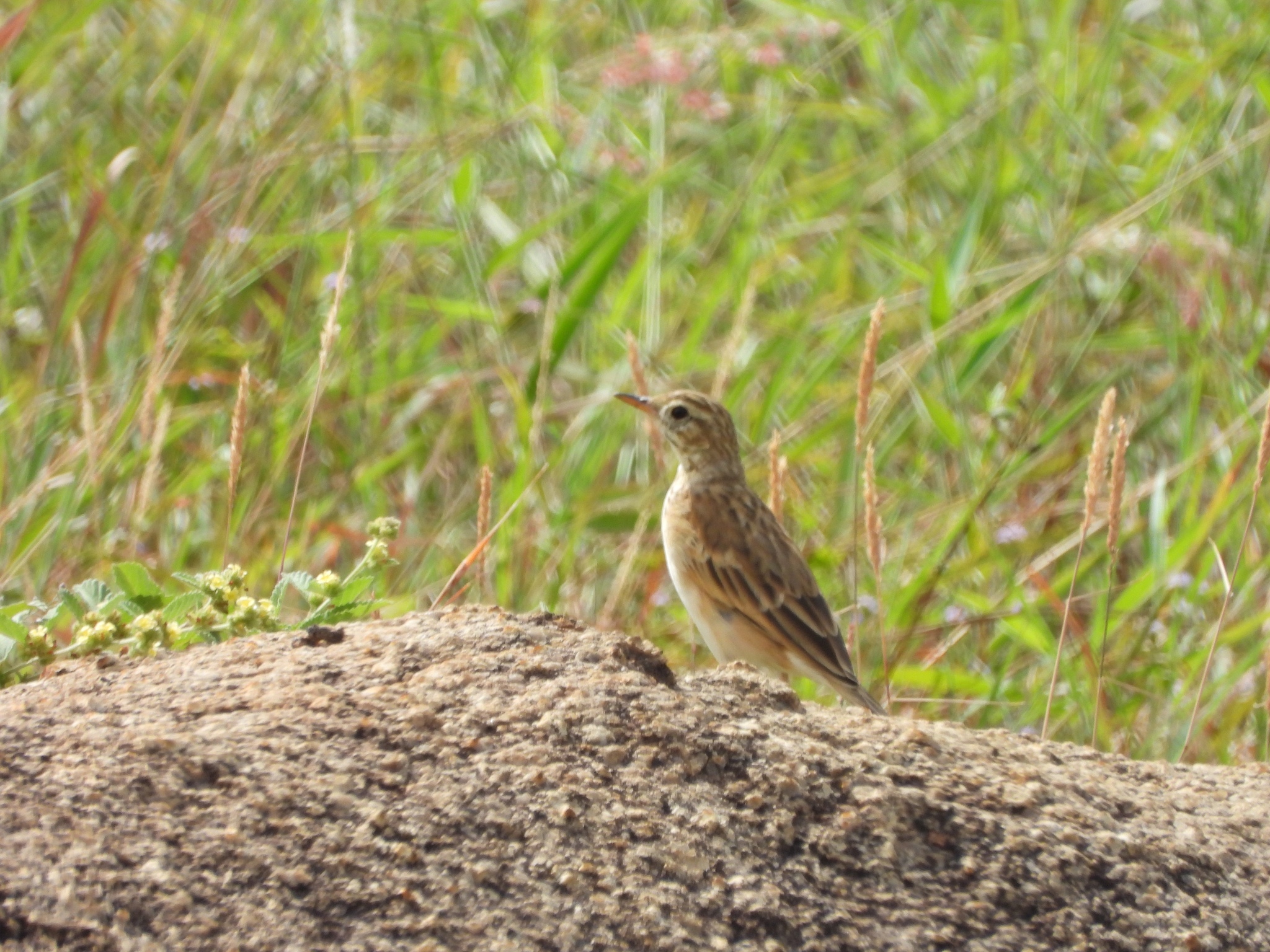 Richard's Pipit