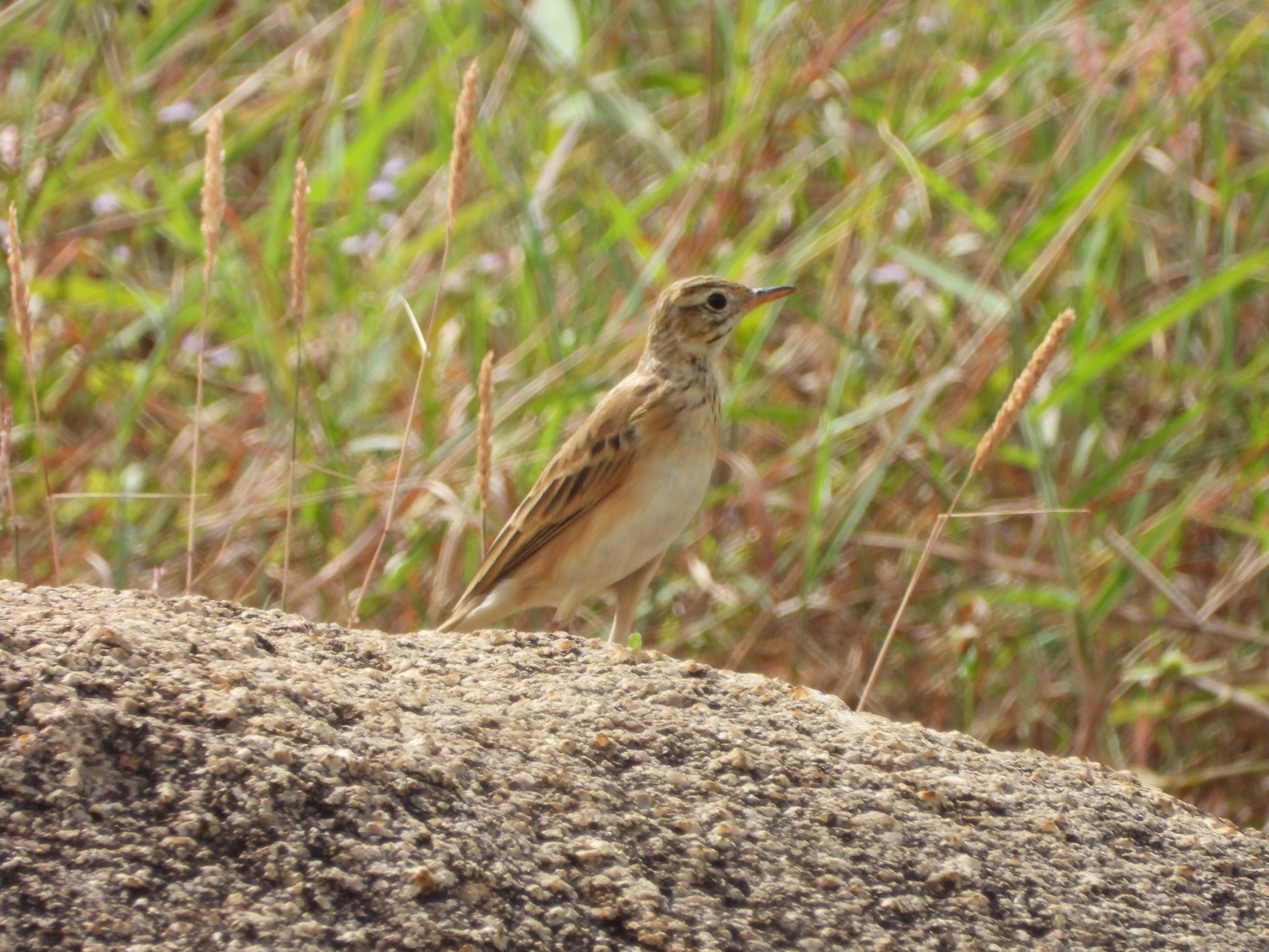 Richard's Pipit