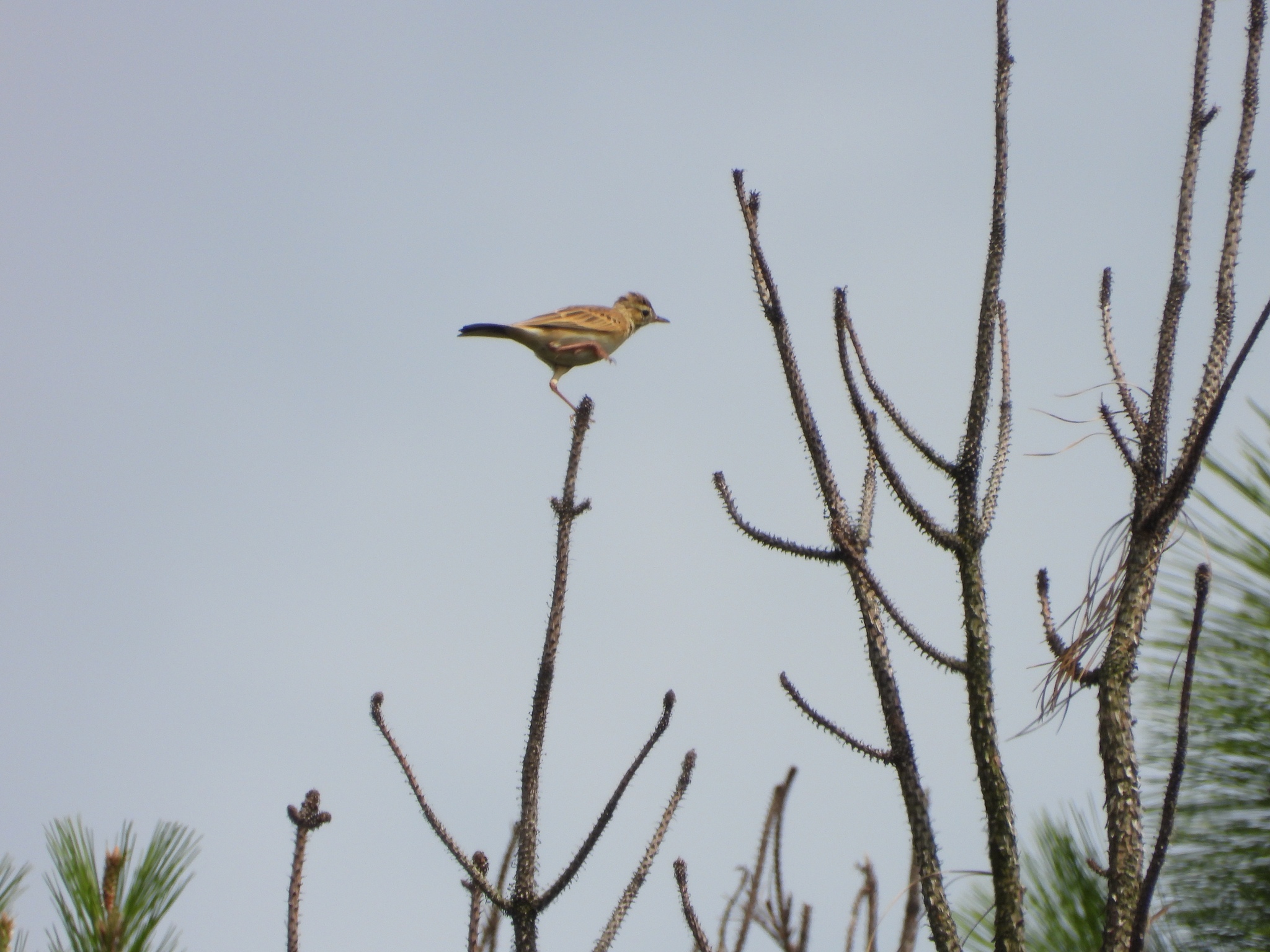 Richard's Pipit