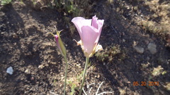Calochortus splendens