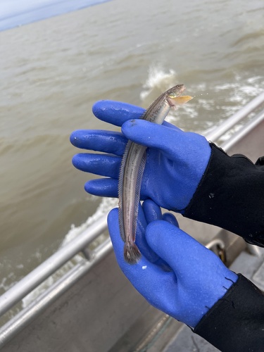 Blackline prickleback (Acantholumpenus mackayi) — Stichaeidae