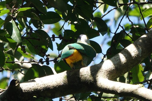 Black-naped Fruit Dove (Ptilinopus melanospilus), photo 7