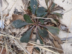 Solidago gillmanii
