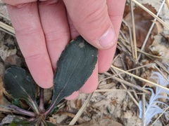 Solidago gillmanii