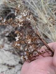 Solidago gillmanii