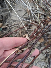 Solidago gillmanii
