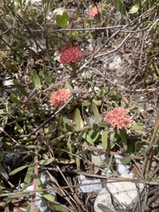(c) Dave Richardson, some rights reserved (CC BY) Leucospermum pedunculatum, photograph (c) Dave Richardson, some rights reserved (CC BY)