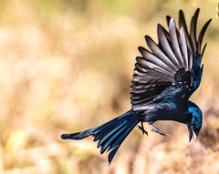 Dicrurus macrocercus