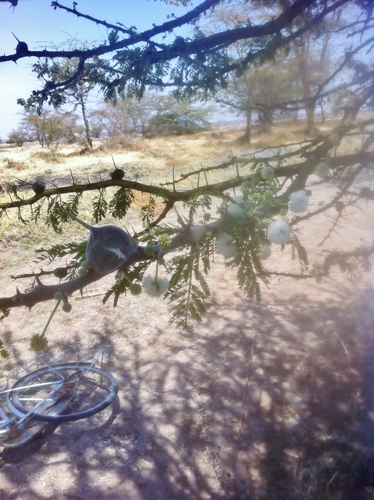 whistling thorn