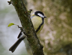 Parus major newtoni