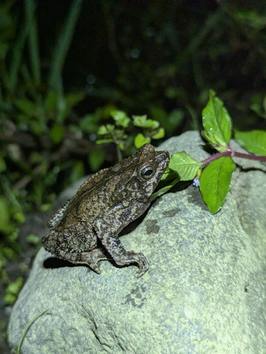 Sharp-nosed Forest Toad