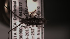 Eupogonius affinis