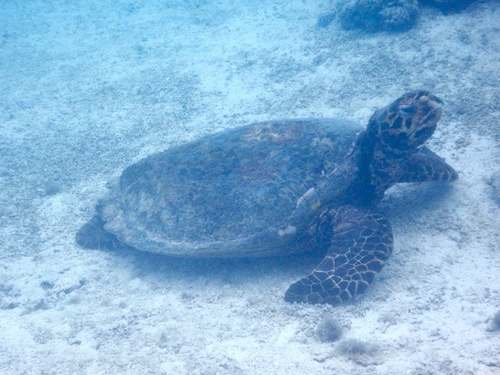 Hawksbill sea turtle