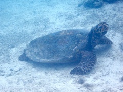 Hawksbill sea turtle