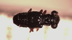 Megalopsidiinae
