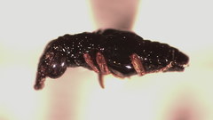 Megalopsidiinae
