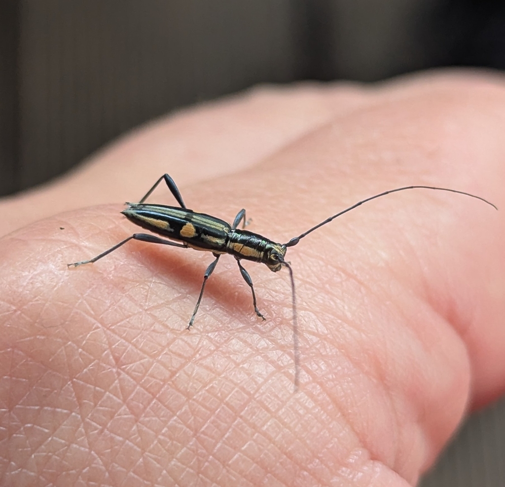 Leptonota comitessa