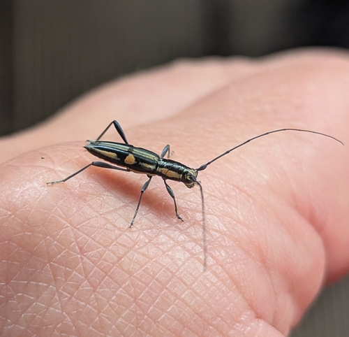 Leptonota comitessa