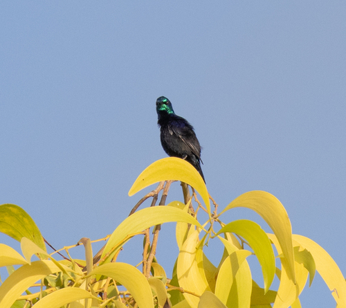 Pemba Sunbird (Cinnyris pembae), photo 4