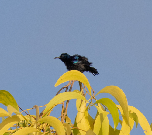 Pemba Sunbird (Cinnyris pembae), photo 2