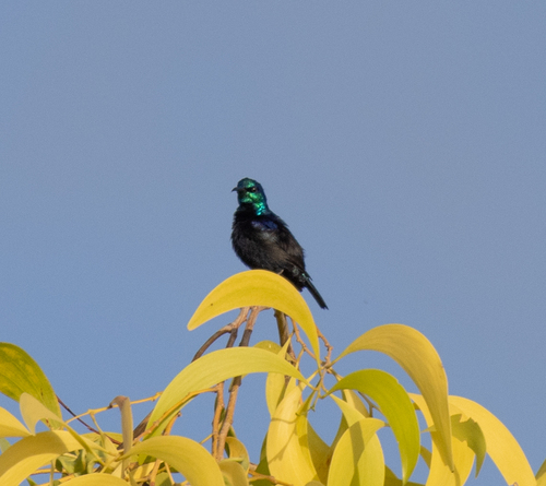 Pemba Sunbird (Cinnyris pembae), photo 3