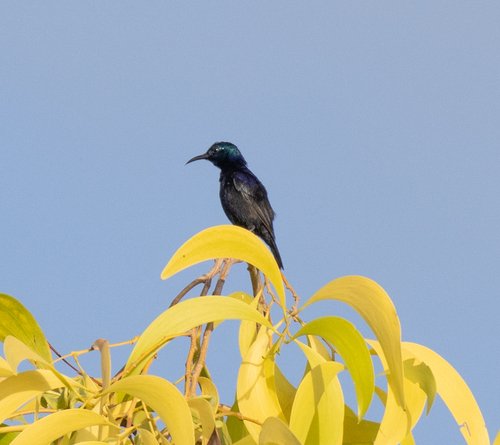 Pemba Sunbird (Cinnyris pembae), photo 4